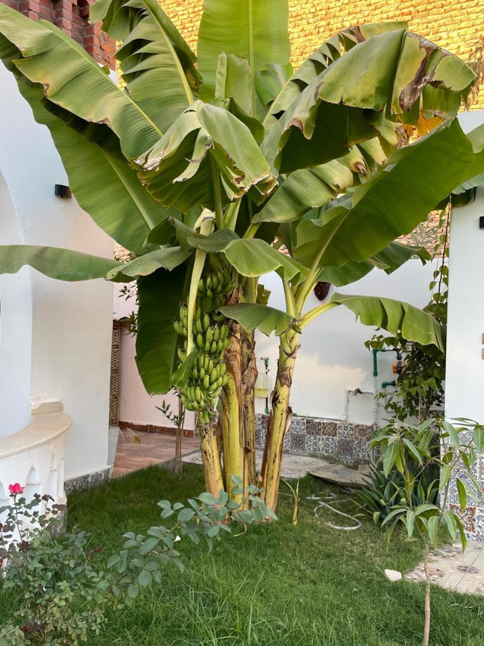Villa Kemet Jazirat al Awwamiyah Ngoại thất bức ảnh